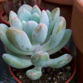 Pachyphytum clavifolia - 10 Seed Pack - Exotic Cold Hardy Succulent - Combined Global Shipping