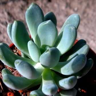 Pachyphytum clavifolia - 10 Seed Pack - Exotic Cold Hardy Succulent - Combined Global Shipping