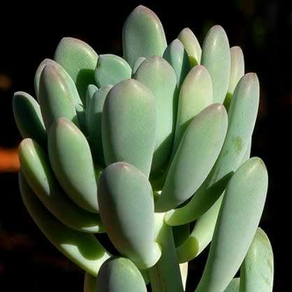Pachyphytum clavifolia - 10 Seed Pack - Exotic Cold Hardy Succulent - Combined Global Shipping