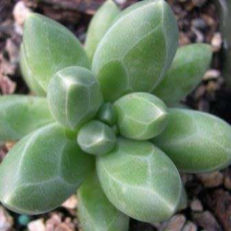 Pachyphytum compactum Seeds - Exotic Cold Hardy Succulent - Combined Shipping, NEW