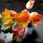 Pachyphytum compactum Seeds - Exotic Cold Hardy Succulent - Combined Shipping, NEW