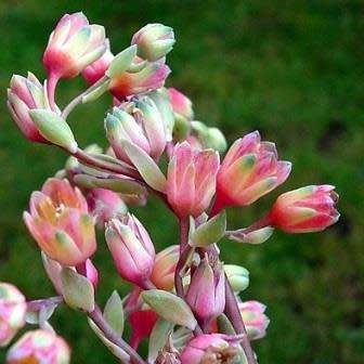 Pachyphytum compactum Seeds - Exotic Cold Hardy Succulent - Combined Shipping, NEW