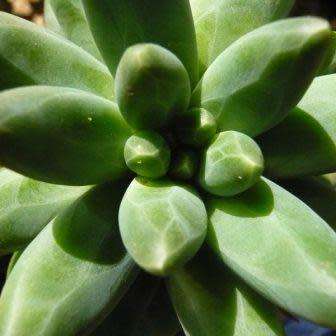Pachyphytum compactum Seeds - Exotic Cold Hardy Succulent - Combined Shipping, NEW