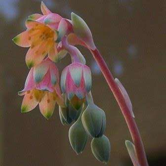 Pachyphytum compactum Seeds - Exotic Cold Hardy Succulent - Combined Shipping, NEW