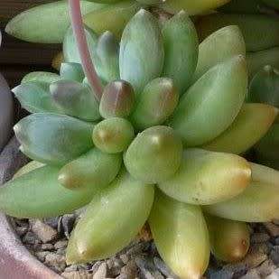 Pachyphytum compactum Seeds - Exotic Cold Hardy Succulent - Combined Shipping, NEW