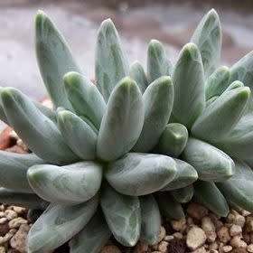 Pachyphytum compactum Seeds - Exotic Cold Hardy Succulent - Combined Shipping, NEW