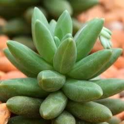 Pachyphytum compactum Seeds - Exotic Cold Hardy Succulent - Combined Shipping, NEW