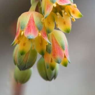 Pachyphytum compactum Seeds - Exotic Cold Hardy Succulent - Combined Shipping, NEW