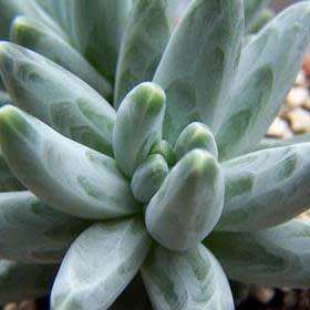 Pachyphytum compactum Seeds - Exotic Cold Hardy Succulent - Combined Shipping, NEW