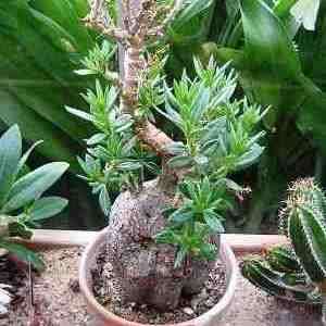 Pachypodium bispinosum Seeds - Madagascan Succulent Caudiciform Bonsai - Combined Global Shipping