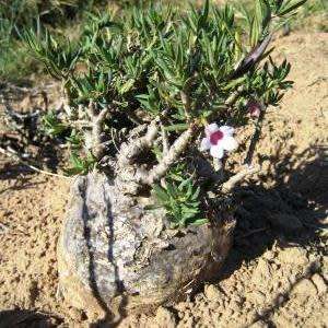 Pachypodium bispinosum Seeds - Madagascan Succulent Caudiciform Bonsai - Combined Global Shipping