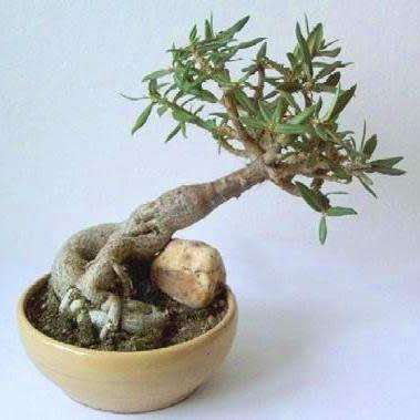 Pachypodium bispinosum Seeds - Madagascan Succulent Caudiciform Bonsai - Combined Global Shipping