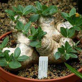 5 Pachypodium brevicaule Seeds - Rare Caudiciform Succulent - Bonsai - Combined Global Shipping