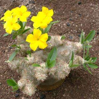 5 Pachypodium brevicaule Seeds - Rare Caudiciform Succulent - Bonsai - Combined Global Shipping