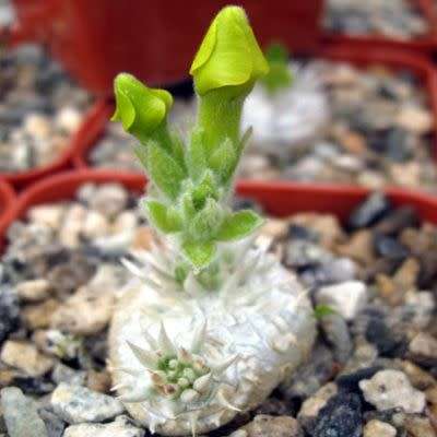 5 Pachypodium brevicaule Seeds - Rare Caudiciform Succulent - Bonsai - Combined Global Shipping