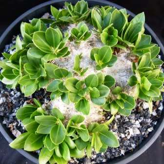 5 Pachypodium brevicaule Seeds - Rare Caudiciform Succulent - Bonsai - Combined Global Shipping