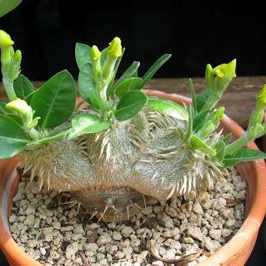 5 Pachypodium brevicaule Seeds - Rare Caudiciform Succulent - Bonsai - Combined Global Shipping