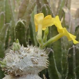 5 Pachypodium brevicaule Seeds - Rare Caudiciform Succulent - Bonsai - Combined Global Shipping
