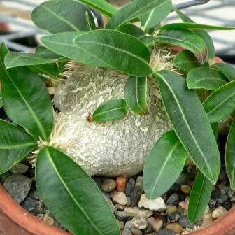5 Pachypodium brevicaule Seeds - Rare Caudiciform Succulent - Bonsai - Combined Global Shipping