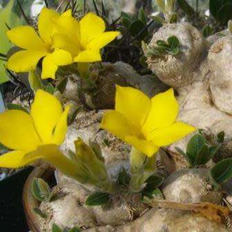 5 Pachypodium brevicaule Seeds - Rare Caudiciform Succulent - Bonsai - Combined Global Shipping