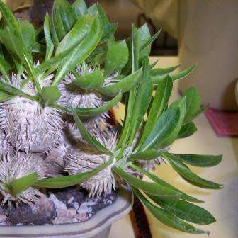 5 Pachypodium brevicaule Seeds - Rare Caudiciform Succulent - Bonsai - Combined Global Shipping