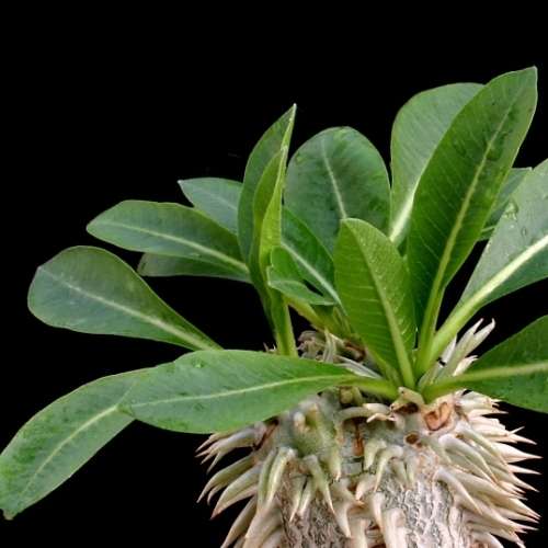 5 Pachypodium brevicaule Seeds - Rare Caudiciform Succulent - Bonsai - Combined Global Shipping