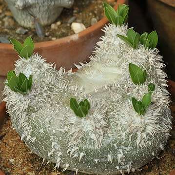 5 Pachypodium brevicaule Seeds - Rare Caudiciform Succulent - Bonsai - Combined Global Shipping