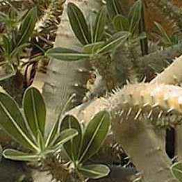 5 Pachypodium densiflorum Seeds - Rare Caudiciform Succulent - Bonsai - Combined Global Shipping