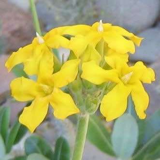 5 Pachypodium densiflorum Seeds - Rare Caudiciform Succulent - Bonsai - Combined Global Shipping