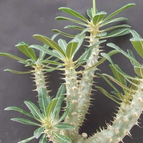 Pachypodium cactipes Seeds - Rare Caudiciform Succulents - Natural Bonsai - Worldwide Shipping