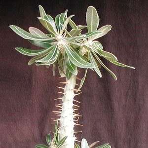 Pachypodium cactipes Seeds - Rare Caudiciform Succulents - Natural Bonsai - Worldwide Shipping