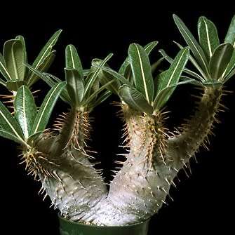 Pachypodium cactipes Seeds - Rare Caudiciform Succulents - Natural Bonsai - Worldwide Shipping
