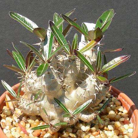 Pachypodium cactipes Seeds - Rare Caudiciform Succulents - Natural Bonsai - Worldwide Shipping