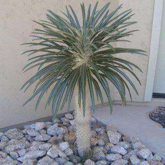 Pachypodium geayi Seeds - Madagascan Succulent Tree - Combined Global Shipping