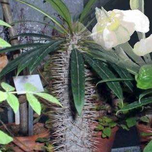 Pachypodium geayi Seeds - Madagascan Succulent Tree - Combined Global Shipping