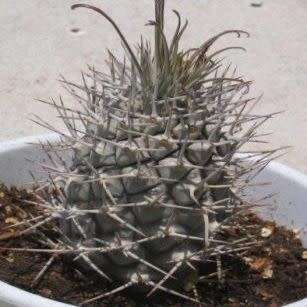 Pachypodium geayi Seeds - Madagascan Succulent Tree - Combined Global Shipping