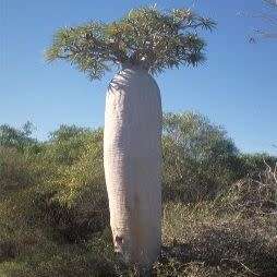 Pachypodium geayi Seeds - Madagascan Succulent Tree - Combined Global Shipping