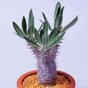 Pachypodium geayi Seeds - Madagascan Succulent Tree - Combined Global Shipping