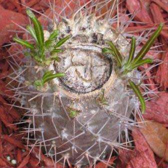 Pachypodium geayi Seeds - Madagascan Succulent Tree - Combined Global Shipping