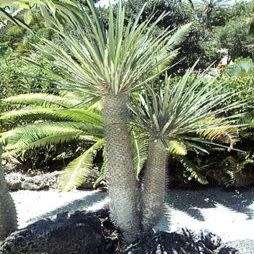 Pachypodium geayi Seeds - Madagascan Succulent Tree - Combined Global Shipping