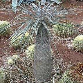 Pachypodium geayi Seeds - Madagascan Succulent Tree - Combined Global Shipping
