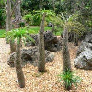 Pachypodium lamerei Seeds - Madagascan Succulent Tree - Combined Global Shipping
