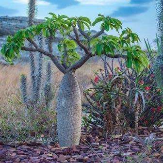5 Pachypodium lamerei var. fiherense Seeds - Madagascan Succulent Tree - Combined Global Shipping