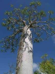 Pachypodium mikea Seeds - Madagascan Succulent Tree - Combined Global Shipping