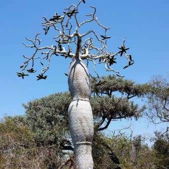 Pachypodium mikea Seeds - Madagascan Succulent Tree - Combined Global Shipping