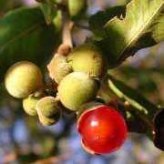 3 Pappea capensis Seeds - Indigenous Evergreen Fruit Tree, Jacket Plum, Bushveld Cherry- Global Ship