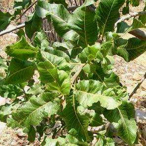 3 Pappea capensis Seeds - Indigenous Evergreen Fruit Tree, Jacket Plum, Bushveld Cherry- Global Ship