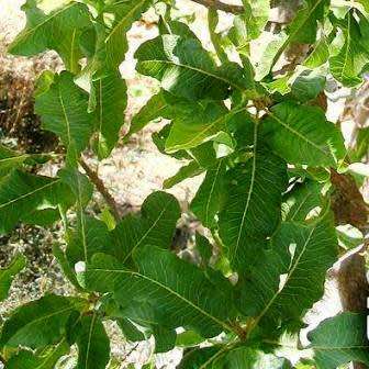 3 Pappea capensis Seeds - Indigenous Evergreen Fruit Tree, Jacket Plum, Bushveld Cherry- Global Ship