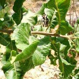 3 Pappea capensis Seeds - Indigenous Evergreen Fruit Tree, Jacket Plum, Bushveld Cherry- Global Ship