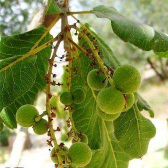 3 Pappea capensis Seeds - Indigenous Evergreen Fruit Tree, Jacket Plum, Bushveld Cherry- Global Ship